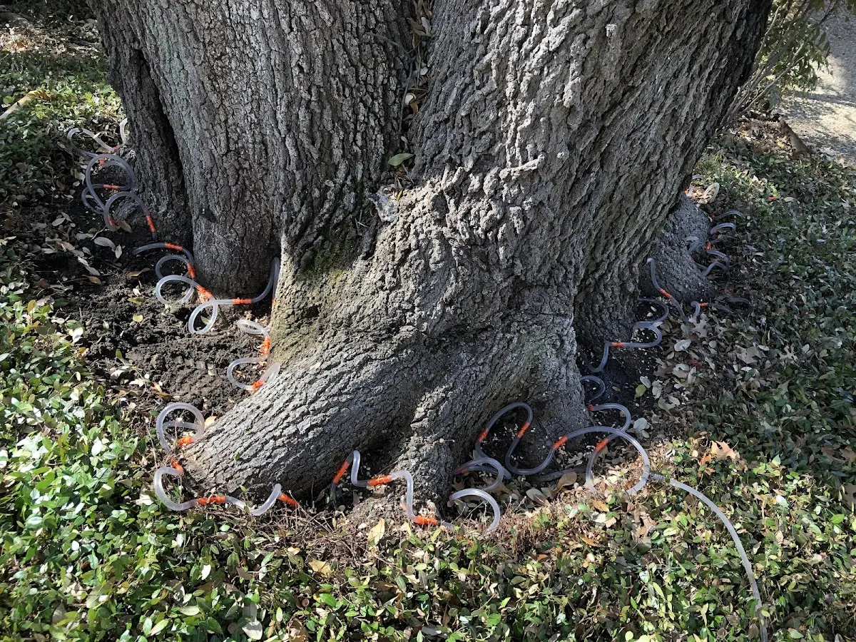 Detailed Tree Cabling and Bracing job site in Buttzville