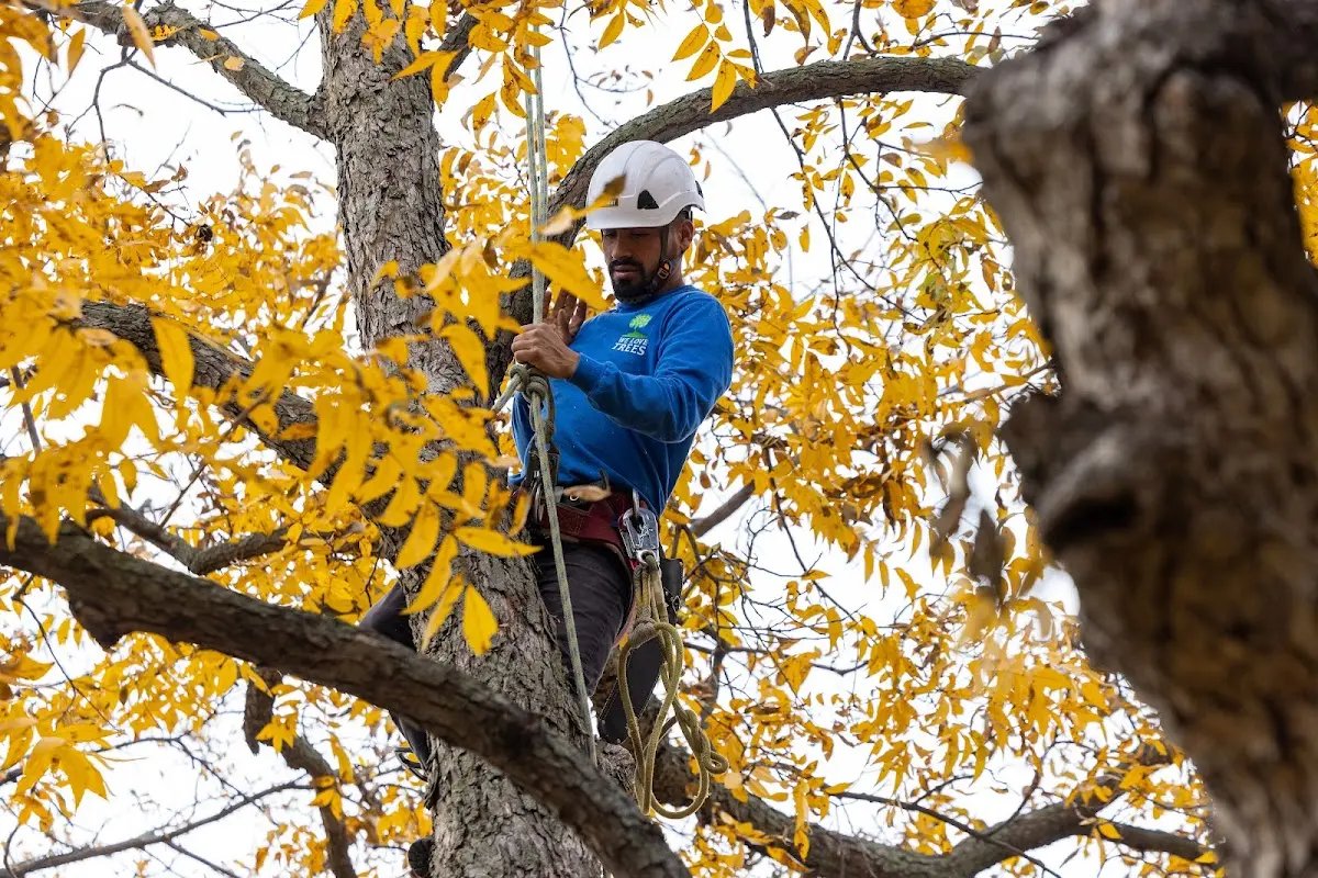 Skilled Tree Pruning crew working in Buttzville