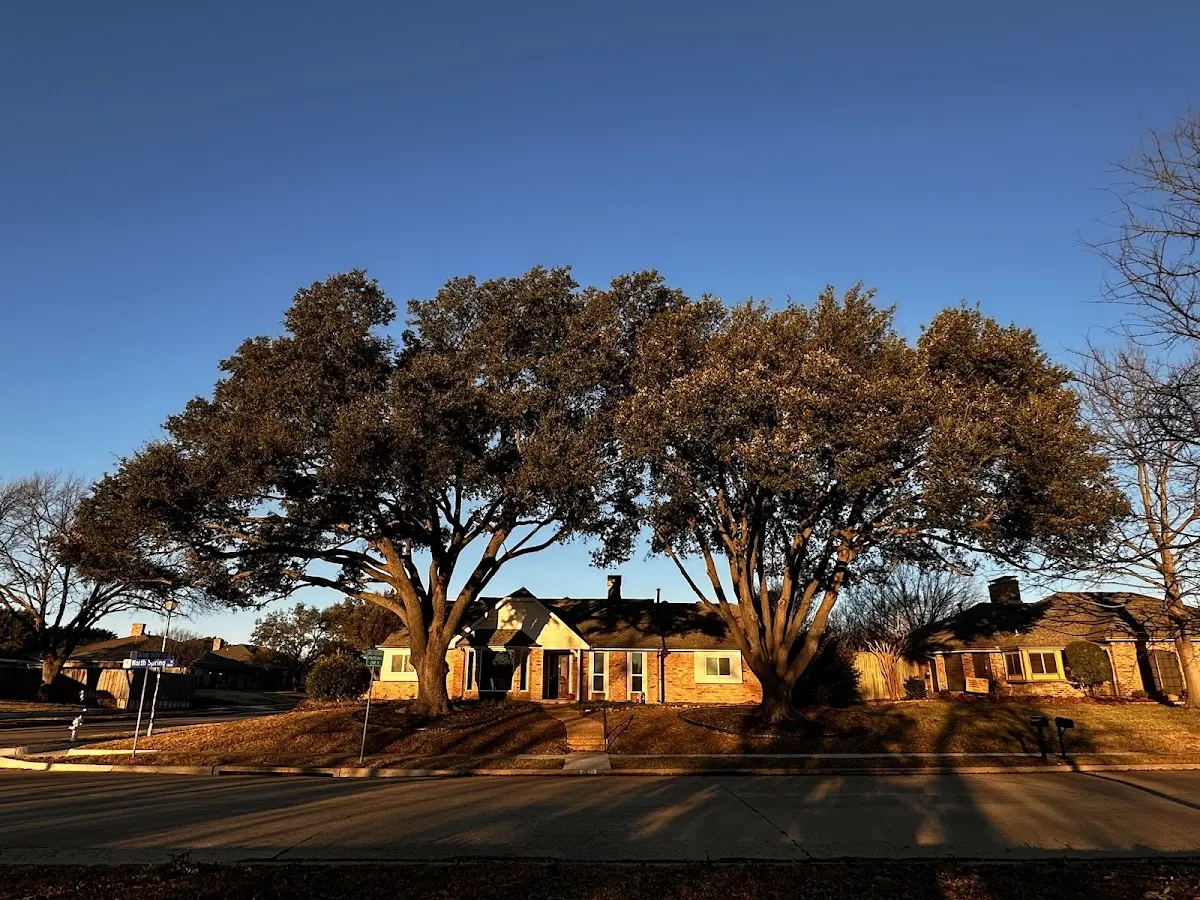 Established residential canopy tree shading a home in Buttzville